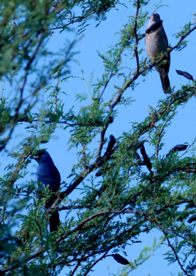 725cooks 036bluegrosbeakpairweb.jpg