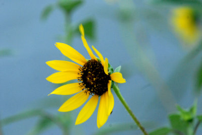 82cooks 002commonsunflowerweb.jpg