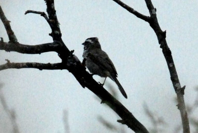 82cooks 011blackthroatedsparrowweb.jpg