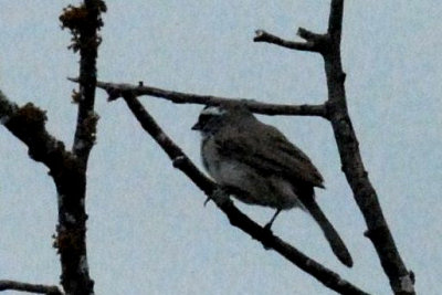 82cooks 017blackthroatedsparrowweb.jpg
