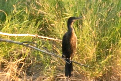 83iphone 026dccormorantweb.jpg