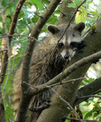 85cooks 022raccoonweb.jpg