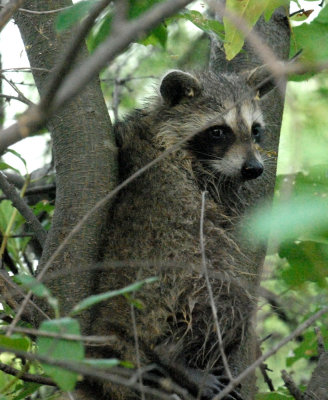 85cooks 027raccoonweb.jpg