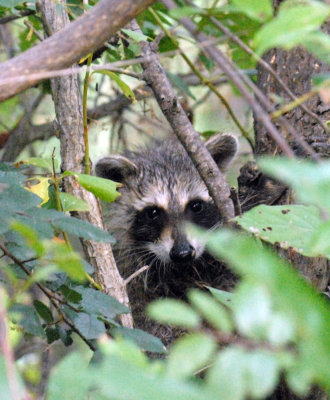 85cooks 029raccoonweb.jpg