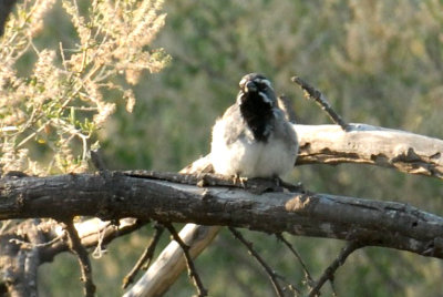 86cooks 050blackthroatedsparrowweb.jpg