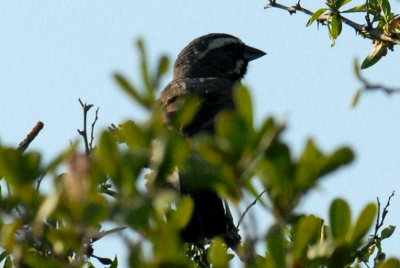 86cooks 062blackthroatedsparrowweb.jpg