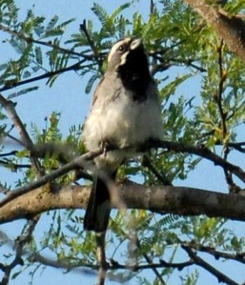 86cooks 063blackthroatedsparrowweb2.jpg