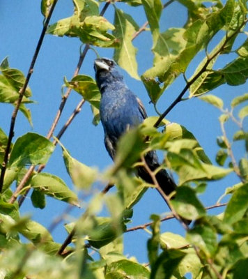 86cooks 119bluegrosbeak.jpg