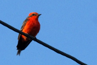 87cooks 010vermilllionflycatcher.jpg
