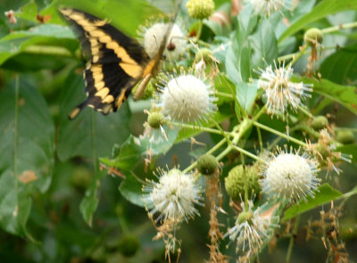 87cooks 067giantButtonBush.jpg