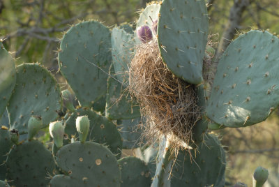 87cooks 081cactuswrenweb.jpg