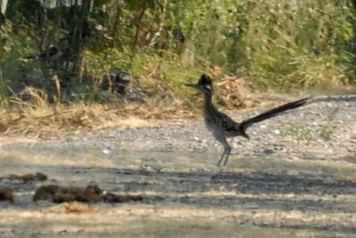 g87cooks 013greaterroadrunnerweb.jpg