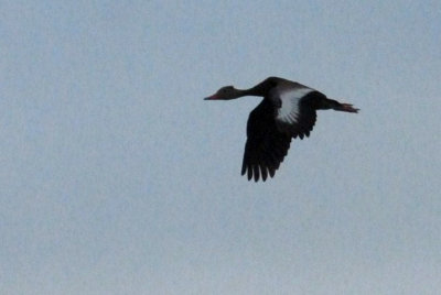 89cooks 018blackbelliedwhistlingduckweb.jpg