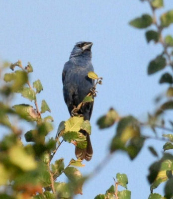89cooks 039bluegrosbeakweb.jpg
