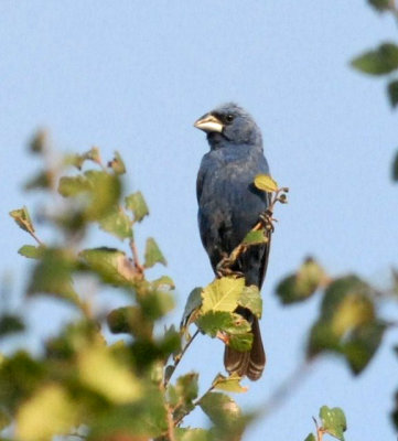 89cooks 043bluegrosbeakweb.jpg