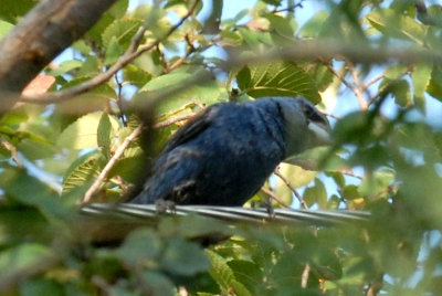 810cooks 096bluegrosbeakweb.jpg