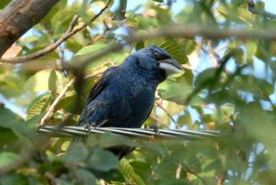 810cooks 095bluegrosbeakweb.jpg