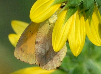 813cooks 064butterflyweb.jpg