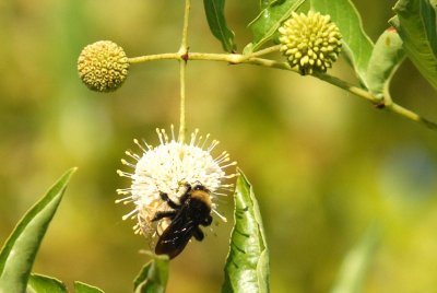 815cooks 104beebuttonbushweb.jpg