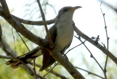 818cooks 062yellowbilledcuckooweb.jpg