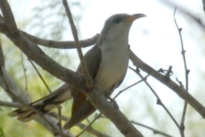 818cooks 064yellowbilledcuckooweb.jpg