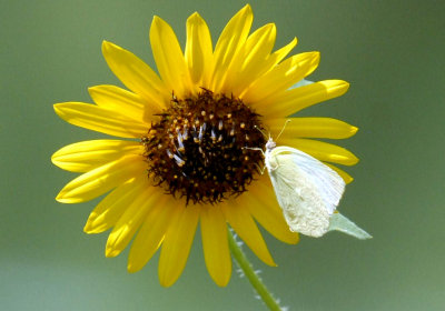818cooks 071butterflyweb.jpg