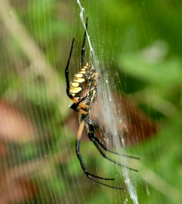 824cooks 067wolfespiderweb.jpg