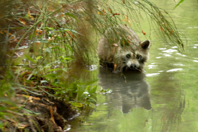 831cooks 019raccoonweb.jpg