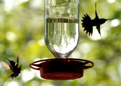 97hummers 170broadtailsweb.jpg