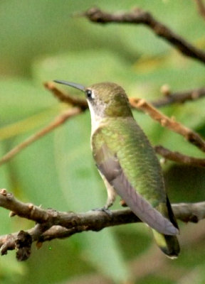 97hummers 185ruby-throatedweb.jpg