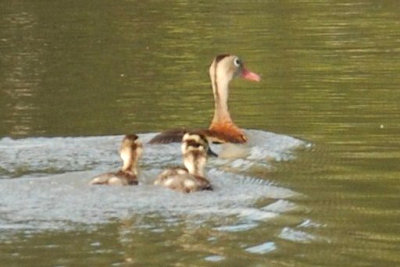 910cooks 092blackbelliedwhistlingducksweb.jpg