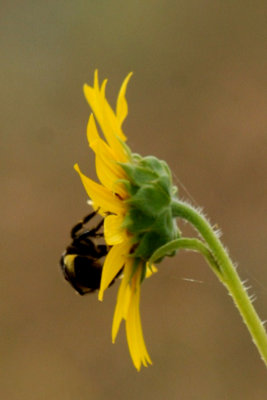 911cooks 005sunflowerweb.jpg