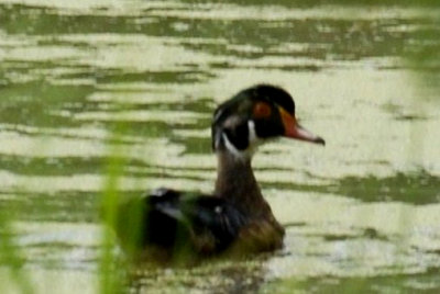 911cooks 023woodduckweb.jpg