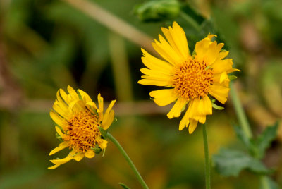 911cooks 013cowpatchdaisyweb2.jpg