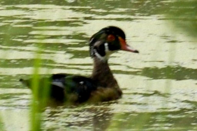 911cooks 025woodduckweb.jpg