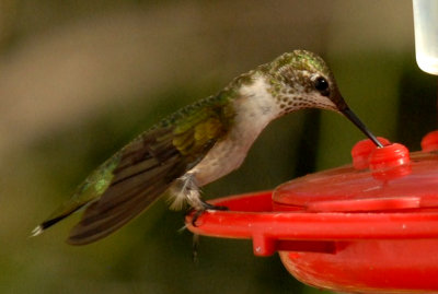 918iphonee 036rubythroatedwebzzzzzzz.jpg