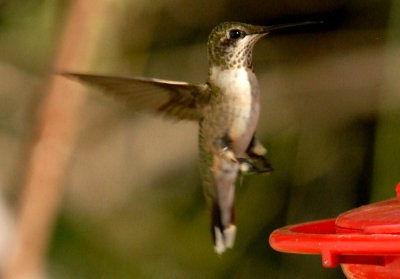 918iphonee 037rubythroatedwebzzzzzz.jpg