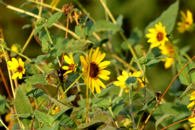 921cooks 006commonsunflowerweb.jpg