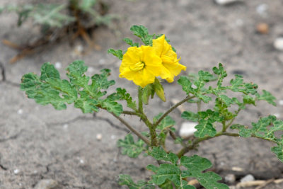 921cooks 022primroseweb.jpg