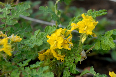 921cooks 044primroseweb.jpg