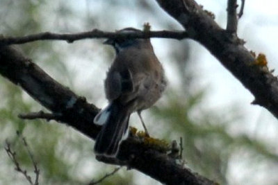 921cooks 067blackthroatedsparrowweb.jpg