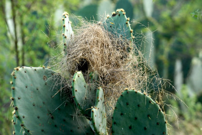 921cooks 071cactuswrennestweb.jpg