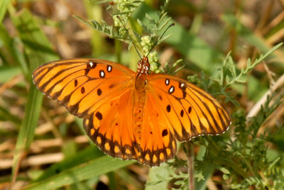 107CooksUvalde 057gulffritillaryweb.jpg