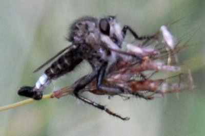 1012ccooks 017robberflyweb.jpg