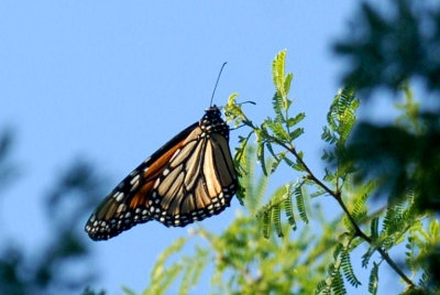 1025cook 038monarchweb.jpg