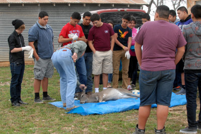 129deer 017deerweb.jpg