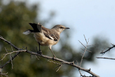37iphonnnnnne 010mockingbirdweb.jpg