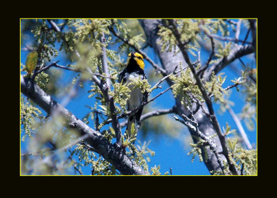 goldencheek85 copyzzzzzzzzzzzzzzzz.jpg