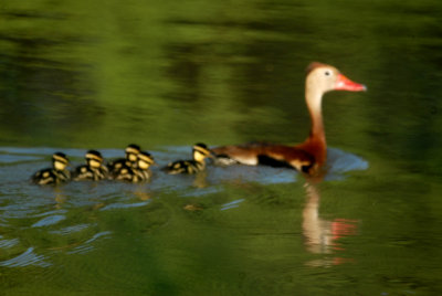 69cooks 015blackbelliedwhistlingducks.jpg