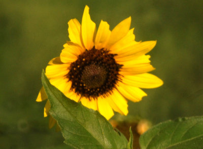 613cooks 008sunflowerweb.jpg